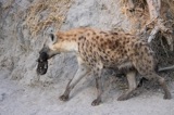 Seba - Hyena Moving Apartments3 Seba - Hyena Moving Apartments3